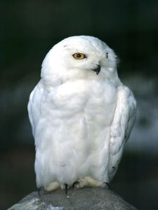 snowy-owl_Natl_Geog