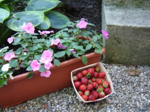 063012_strawberries