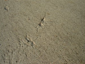 070112_leaf_in_aspic