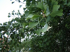 ginkgo