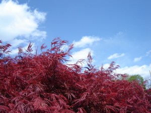 042912_Japanese_Maple_3