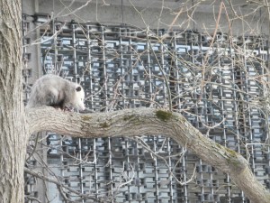possum_near_Harvard_Square