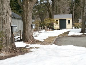 maple sugaring