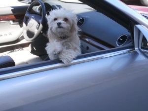 rogue-dog-in-convertible