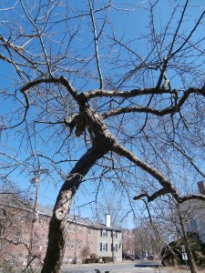 bare-branches-in-april