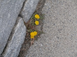 dandelions-in-april
