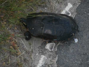 turtle-returns-to-pond