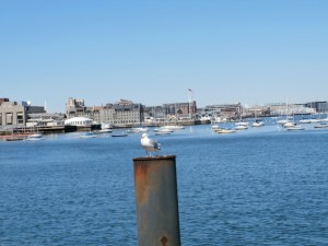 gull-boston-harbor