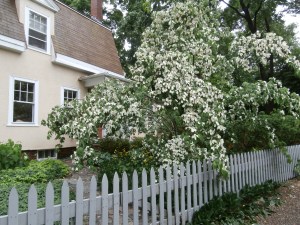 rain-pummeled-dogwood