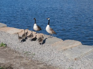 canada-geese-goslings