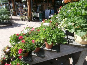 verrill-farm-concord-mass