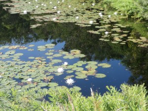 water-lilies