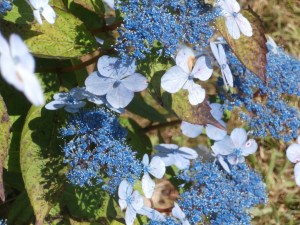 lace-cap-hydrangea
