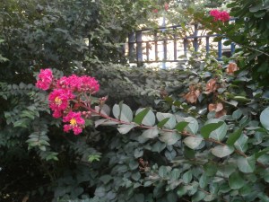 red-flower-yellow-center