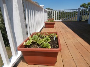 container-gardening