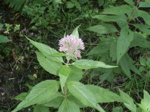 joe-pye-weed