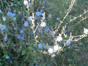ragged-sailor-chicory