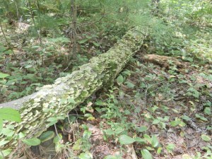 scaly-snake-log