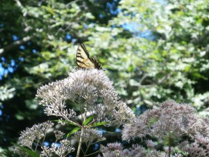 10-fott-weed-and-swallowtail