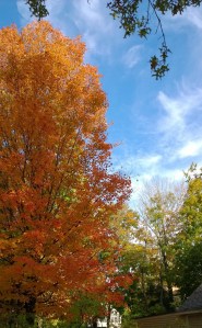 autumn-leaves-new-england