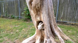 rabbit-in-tree-waldo-park