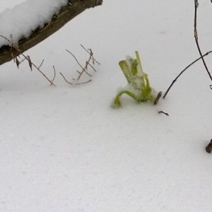 121413-celery-for-bunny