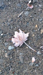 frosty-leaf