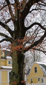 trunk-like-an-elephant