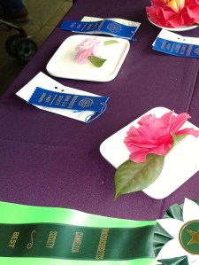 030214-tower-hill-camellia-competition