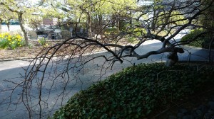 4th-floor-roof-garden