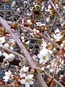 bee-in-weeping-cherry