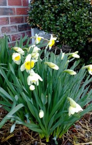 daffodils