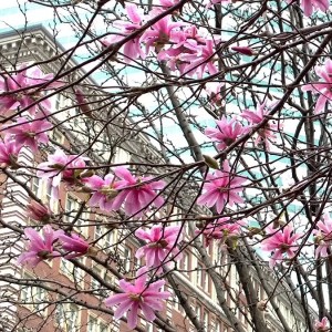 flowering-tree-Bostonl