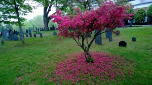 azalea-moving-to-next-stage