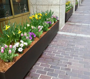 Congress-St-flower-boxes