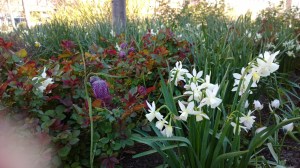 corner-Atlantic-and-Congress