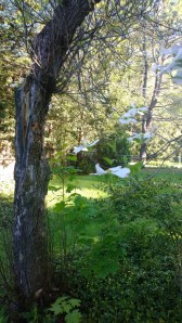 crippled-but-flowering-dogwood