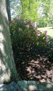 dappled-rhodies