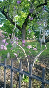 lilac-in-graveyard