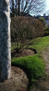mottled-tree-by-train-stop