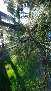 pine-branches