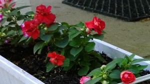 red-impatiens