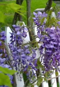 wisteria-at-dawn