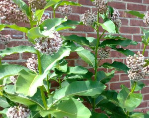 milkweed-with-bees