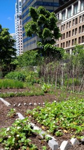 urban-greenway-grows-strawberries