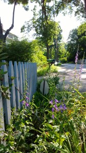 062914-flowering-weeds