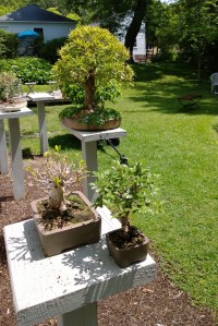 Doug-Baker-does-bonsai