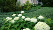 hydrangeas
