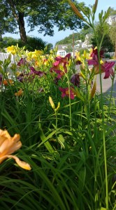 my-neighbor-has-lilies