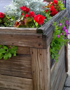 petunias-sneaking-out